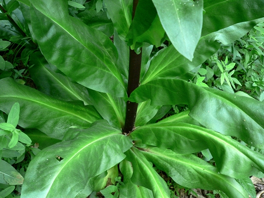 {Frasera caroliniensis}